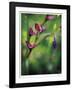 Open Up-Michelle Wermuth-Framed Giclee Print