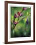 Open Up-Michelle Wermuth-Framed Giclee Print