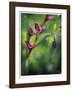 Open Up-Michelle Wermuth-Framed Giclee Print