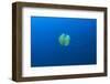 Open water jellyfish, San Diego, California, USA-Stuart Westmorland-Framed Photographic Print