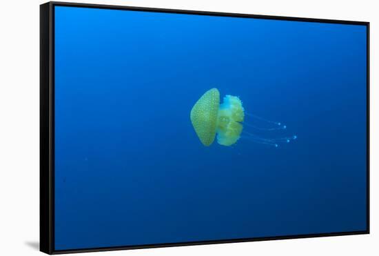 Open water jellyfish, San Diego, California, USA-Stuart Westmorland-Framed Stretched Canvas