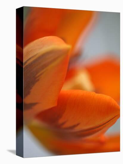 Opened Orange Tulip-Katano Nicole-Stretched Canvas