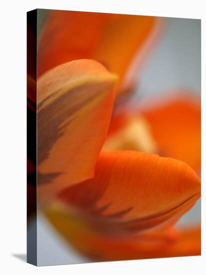 Opened Orange Tulip-Katano Nicole-Stretched Canvas