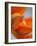 Opened Orange Tulip-Katano Nicole-Framed Photo