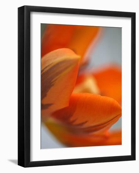 Opened Orange Tulip-Katano Nicole-Framed Photo