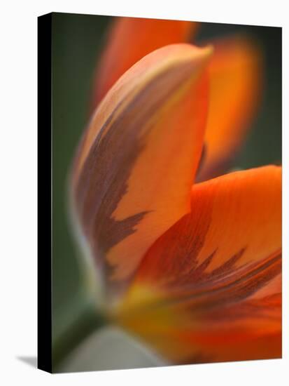 Opened Orange Tulip-Katano Nicole-Stretched Canvas