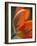 Opened Orange Tulip-Katano Nicole-Framed Photo