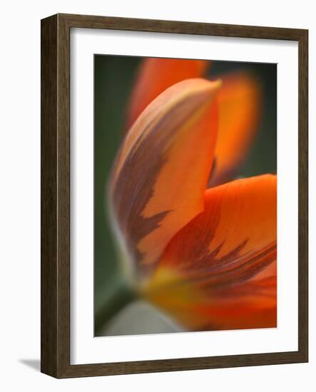 Opened Orange Tulip-Katano Nicole-Framed Photo