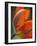 Opened Orange Tulip-Katano Nicole-Framed Photo