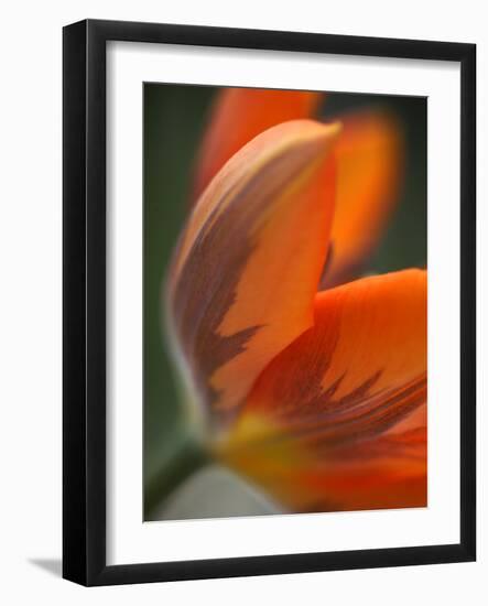 Opened Orange Tulip-Katano Nicole-Framed Photo