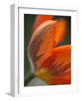 Opened Orange Tulip-Katano Nicole-Framed Photo