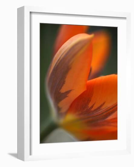 Opened Orange Tulip-Katano Nicole-Framed Photo