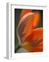 Opened Orange Tulip-Katano Nicole-Framed Photo