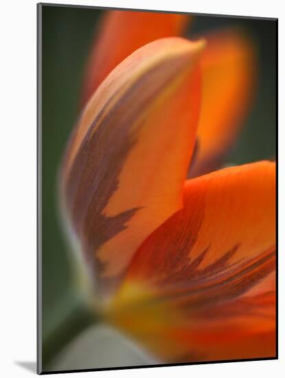 Opened Orange Tulip-Katano Nicole-Mounted Photo