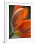 Opened Orange Tulip-Katano Nicole-Framed Photo