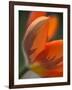 Opened Orange Tulip-Katano Nicole-Framed Photo