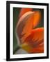 Opened Orange Tulip-Katano Nicole-Framed Photo