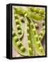 Opened Pea Pods-null-Framed Stretched Canvas