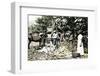 Opening cocoa pods, Trinidad, Trinidad and Tobago, c1900s-Strong-Framed Photographic Print