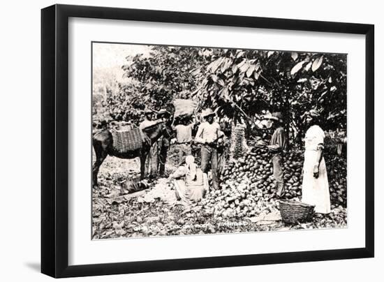 Opening Cocoa Pods, Trinidad, Trinidad and Tobago, C1900s-Strong-Framed Giclee Print