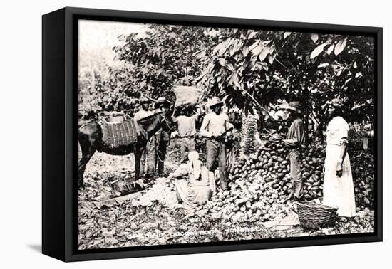 Opening Cocoa Pods, Trinidad, Trinidad and Tobago, C1900s-Strong-Framed Stretched Canvas