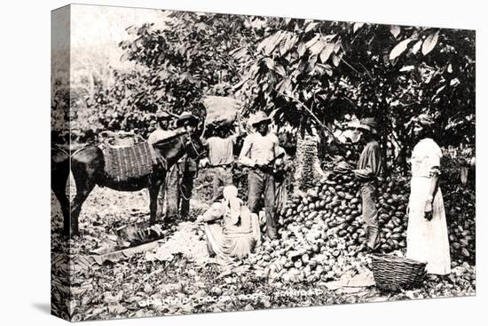 Opening Cocoa Pods, Trinidad, Trinidad and Tobago, C1900s-Strong-Stretched Canvas