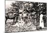 Opening Cocoa Pods, Trinidad, Trinidad and Tobago, C1900s-Strong-Mounted Giclee Print