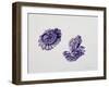 Opening Pine Cone, 2000-Rebecca John-Framed Giclee Print