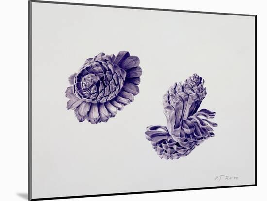 Opening Pine Cone, 2000-Rebecca John-Mounted Giclee Print