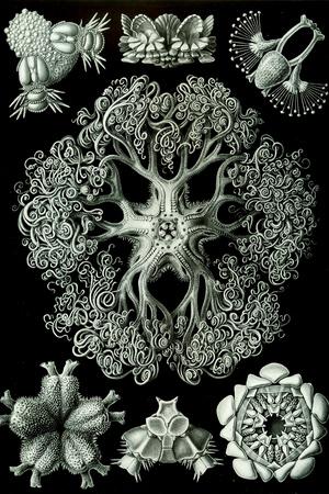 https://imgc.allpostersimages.com/img/posters/ophiodea-nature-by-ernst-haeckel_u-L-PYAU960.jpg?artPerspective=n
