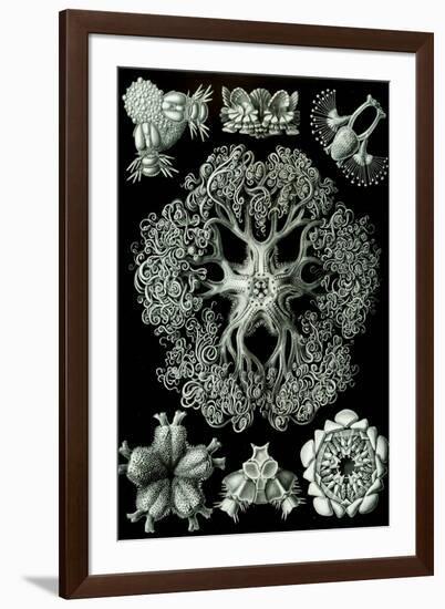 Ophiodea Nature by Ernst Haeckel-null-Framed Art Print