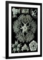 Ophiodea Nature by Ernst Haeckel-null-Framed Art Print