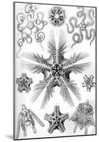 Ophiodea Nature Print Poster by Ernst Haeckel-null-Mounted Poster