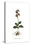 Ophrys Tenthredinifora, Flora Graeca-Ferdinand Bauer-Stretched Canvas