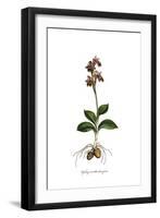 Ophrys Tenthredinifora, Flora Graeca-Ferdinand Bauer-Framed Giclee Print