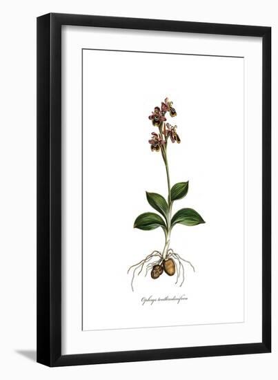 Ophrys Tenthredinifora, Flora Graeca-Ferdinand Bauer-Framed Giclee Print