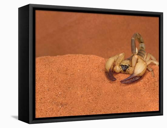 Opistophthalmus Wahlbergii Scorpion, Tswalu Kalahari Game Reserve, Northern Cape, South Africa-Ann & Steve Toon-Framed Stretched Canvas