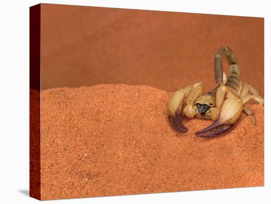 Opistophthalmus Wahlbergii Scorpion, Tswalu Kalahari Game Reserve, Northern Cape, South Africa-Ann & Steve Toon-Stretched Canvas