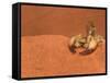 Opistophthalmus Wahlbergii Scorpion, Tswalu Kalahari Game Reserve, Northern Cape, South Africa-Ann & Steve Toon-Framed Stretched Canvas