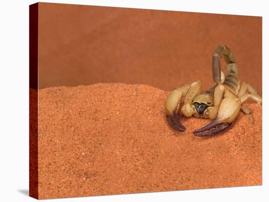 Opistophthalmus Wahlbergii Scorpion, Tswalu Kalahari Game Reserve, Northern Cape, South Africa-Ann & Steve Toon-Stretched Canvas