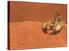 Opistophthalmus Wahlbergii Scorpion, Tswalu Kalahari Game Reserve, Northern Cape, South Africa-Ann & Steve Toon-Stretched Canvas