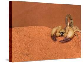 Opistophthalmus Wahlbergii Scorpion, Tswalu Kalahari Game Reserve, Northern Cape, South Africa-Ann & Steve Toon-Stretched Canvas