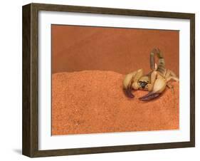 Opistophthalmus Wahlbergii Scorpion, Tswalu Kalahari Game Reserve, Northern Cape, South Africa-Ann & Steve Toon-Framed Photographic Print