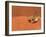 Opistophthalmus Wahlbergii Scorpion, Tswalu Kalahari Game Reserve, Northern Cape, South Africa-Ann & Steve Toon-Framed Photographic Print