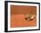 Opistophthalmus Wahlbergii Scorpion, Tswalu Kalahari Game Reserve, Northern Cape, South Africa-Ann & Steve Toon-Framed Photographic Print