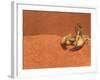 Opistophthalmus Wahlbergii Scorpion, Tswalu Kalahari Game Reserve, Northern Cape, South Africa-Ann & Steve Toon-Framed Photographic Print