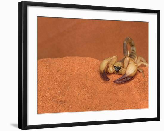 Opistophthalmus Wahlbergii Scorpion, Tswalu Kalahari Game Reserve, Northern Cape, South Africa-Ann & Steve Toon-Framed Photographic Print