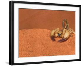 Opistophthalmus Wahlbergii Scorpion, Tswalu Kalahari Game Reserve, Northern Cape, South Africa-Ann & Steve Toon-Framed Photographic Print