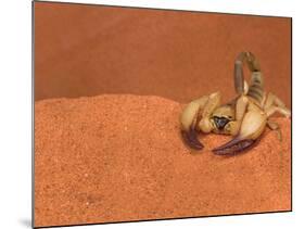 Opistophthalmus Wahlbergii Scorpion, Tswalu Kalahari Game Reserve, Northern Cape, South Africa-Ann & Steve Toon-Mounted Photographic Print