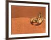 Opistophthalmus Wahlbergii Scorpion, Tswalu Kalahari Game Reserve, Northern Cape, South Africa-Ann & Steve Toon-Framed Photographic Print